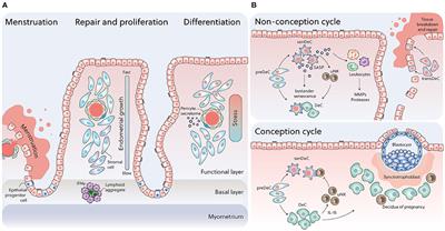 The Role of Decidual Subpopulations in Implantation, Menstruation and Miscarriage